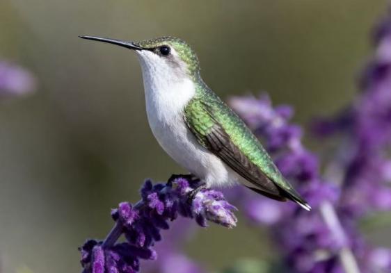 陕西省核工业二一五医院：83岁患者的大脑里医生抓住了一只闯祸的“蜂鸟”！